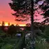 Sunset over a garden with pine trees, pink-orange sky, and blooming roses along the fence.