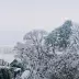 Snow-covered trees and shrubs in front of a frozen lake, with a house visible under an overcast sky.