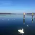 Un cisne blanco nada en un lago con numerosas gaviotas, pilotes amarillos y bosque al fondo bajo un cielo azul despejado.