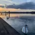 Dos cisnes blancos nadan en un lago al atardecer, con un puente y un cielo nublado al fondo.