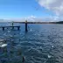 Ganses negras y blancas, as&iacute; como patos, nadan en un lago, mientras gaviotas vuelan sobre el agua cerca de un muelle de madera.